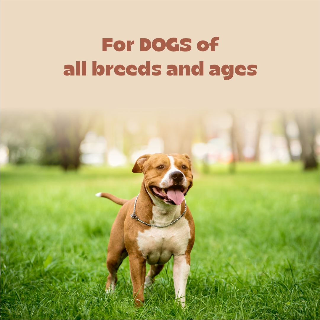 Cerafa Joint & Bone Health Drops - Image 3